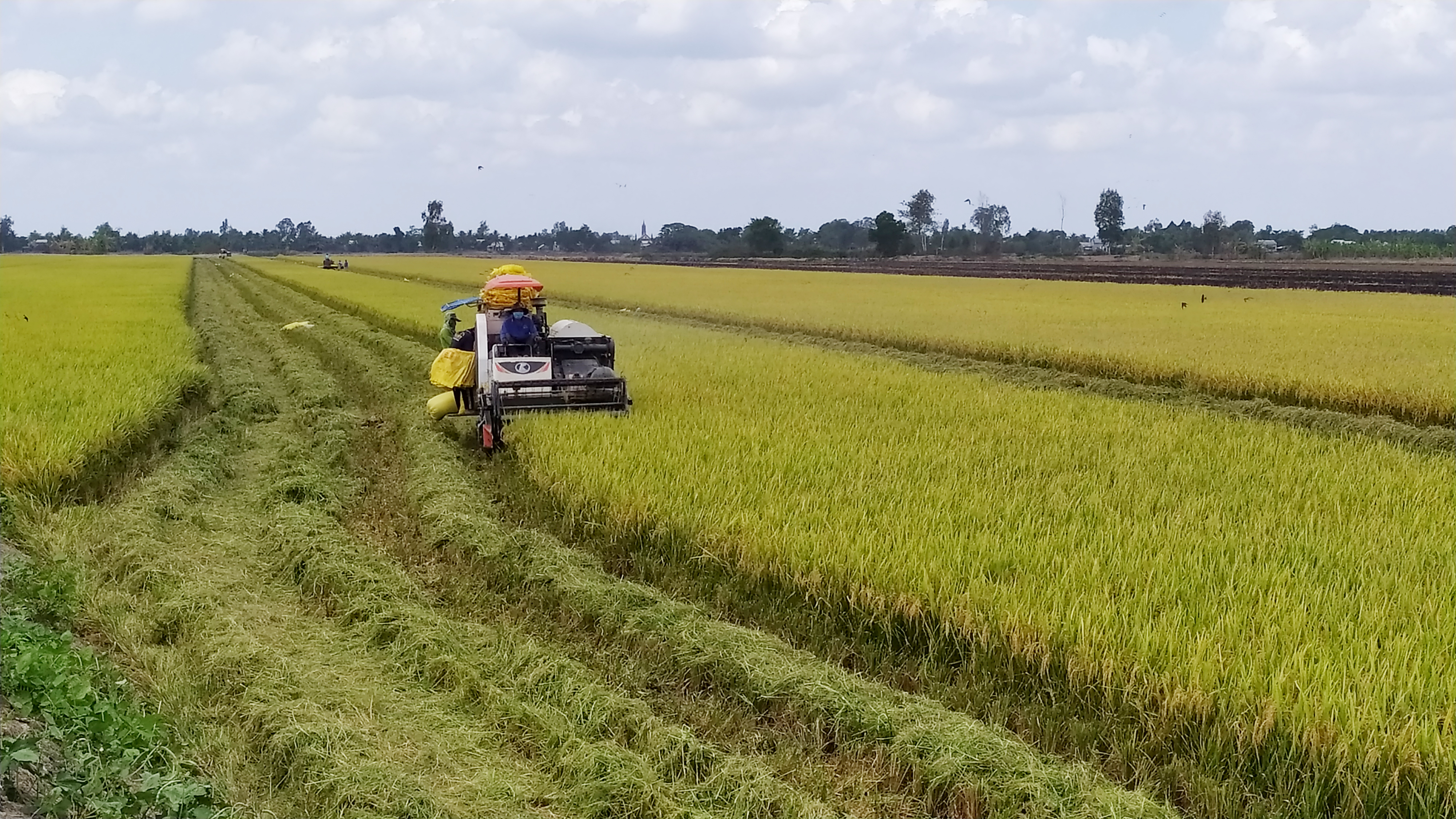 Nam Bộ thắng lớn vụ Đông Xuân